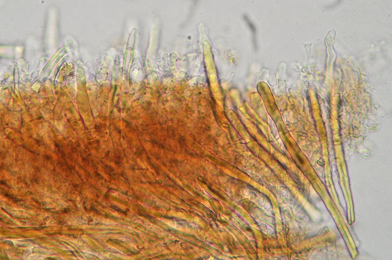 Peniophora... non... Peniophora! (Porostereum spadiceum)